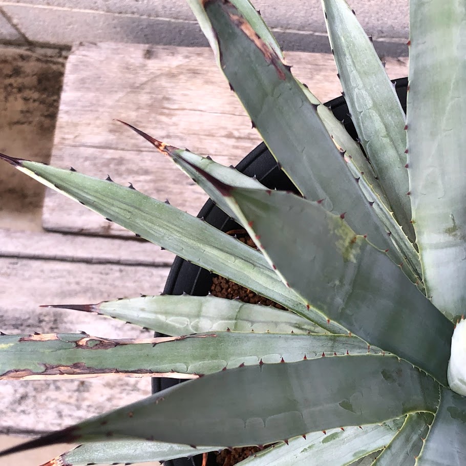 楽天市場】多肉植物：アガベ マクロアカンサ*幅45cm 現品！一品限り