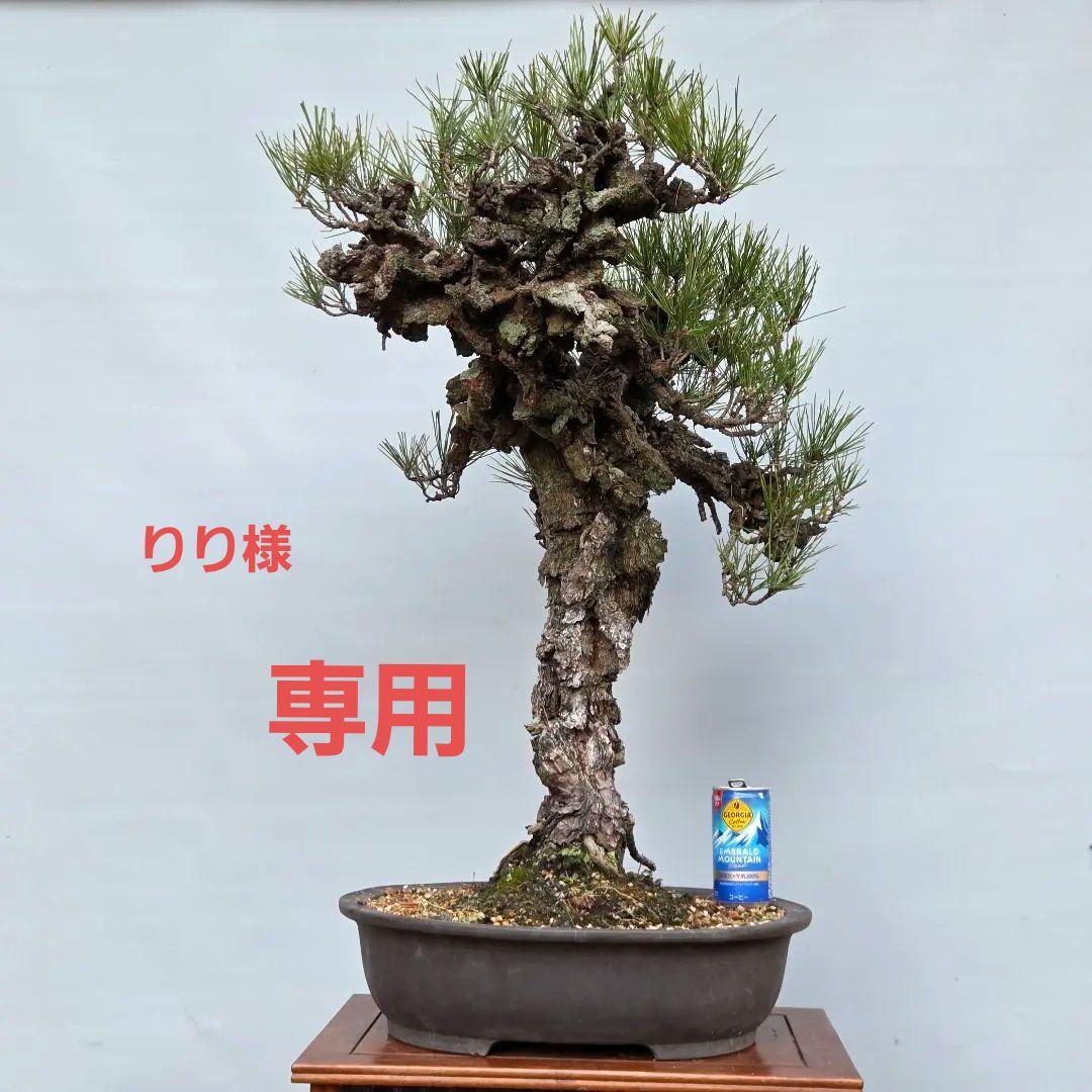 錦松　[模様木]　大品盆栽 盆栽：錦松 現品*にしきまつnisikiニシキマツ中品盆栽貴風盆栽大品盆栽
